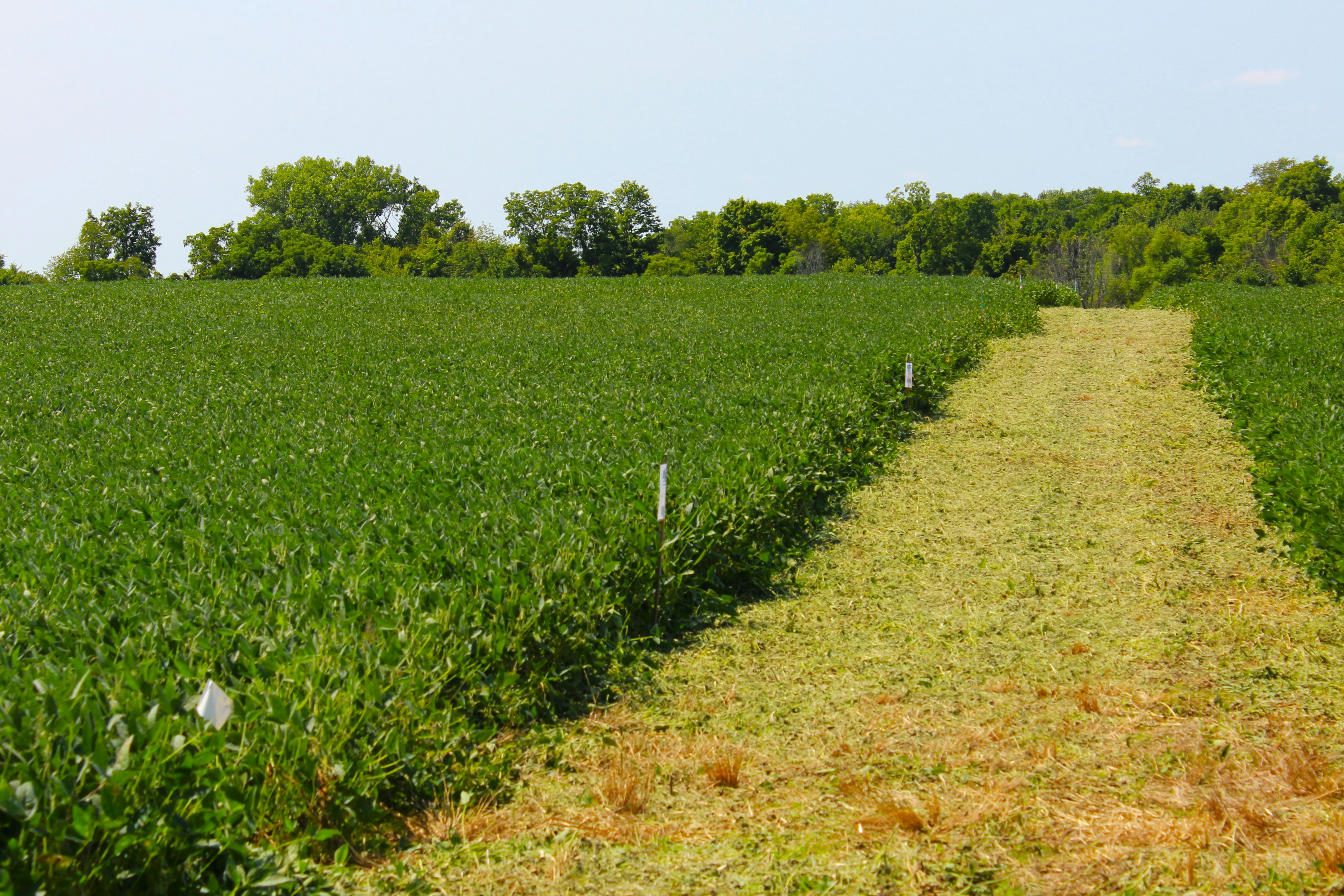 Green field with path