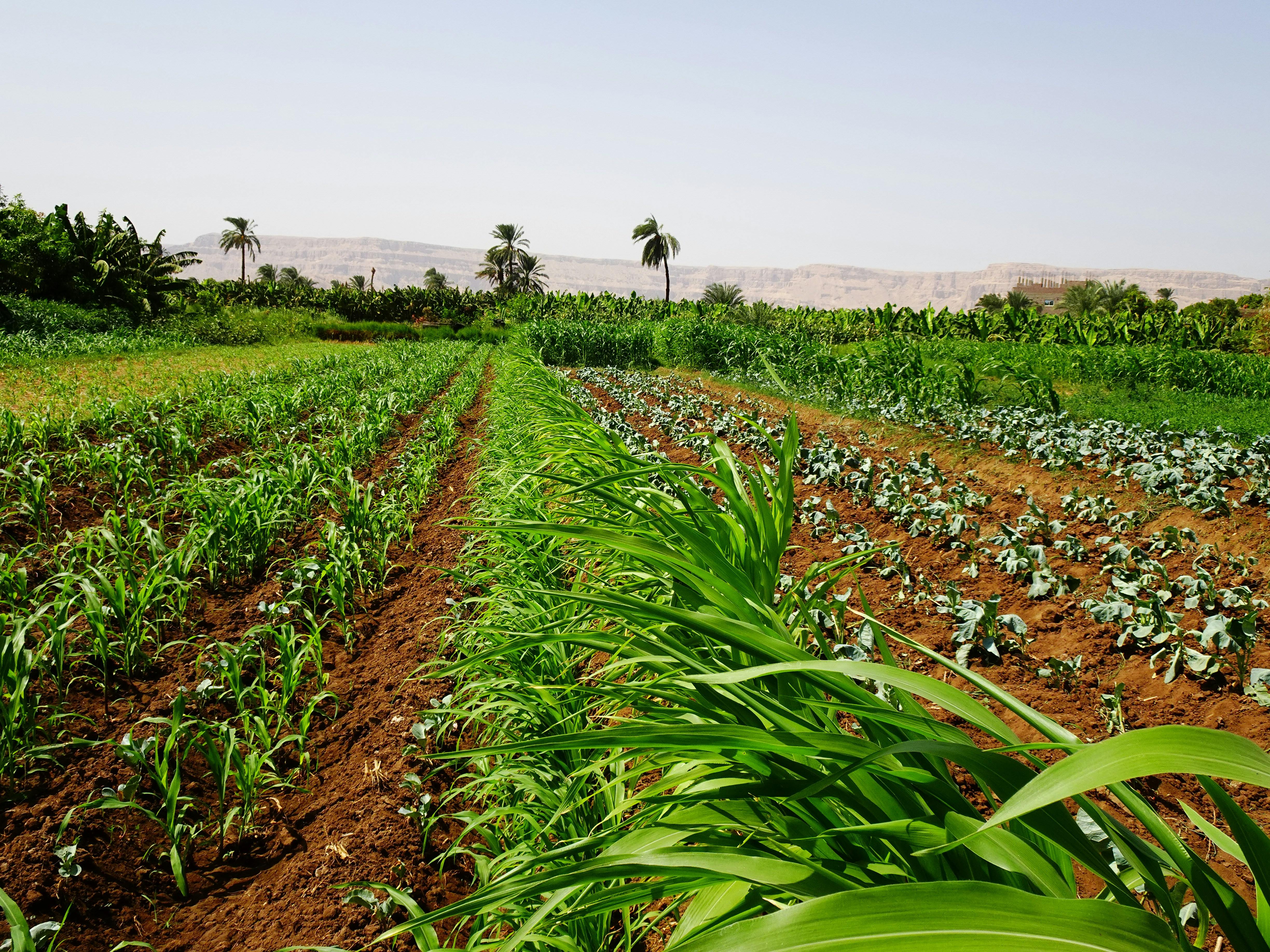 Mixed crop farming