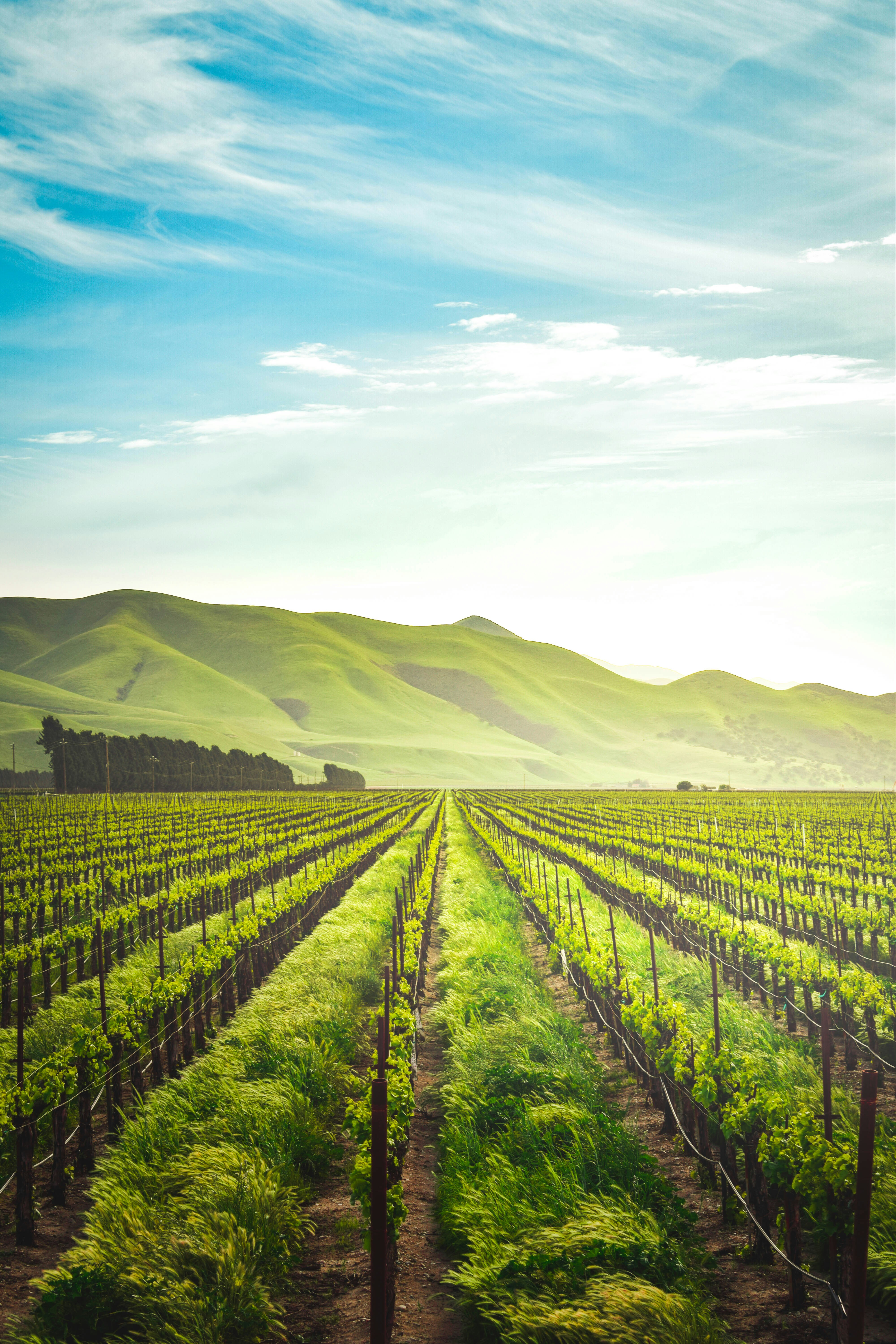 Beautiful vineyard with mountains