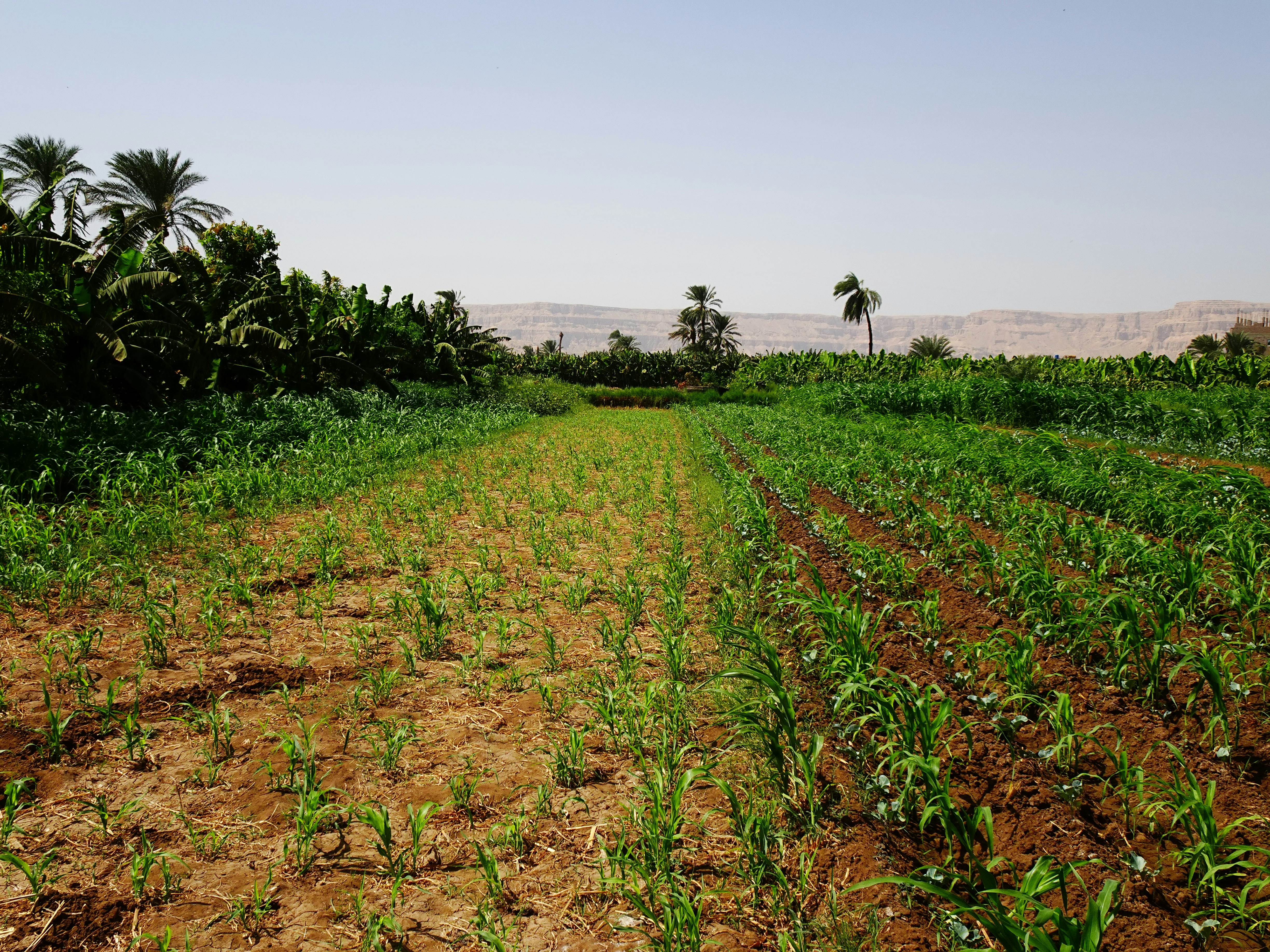 Young crops growing in rows with palm trees